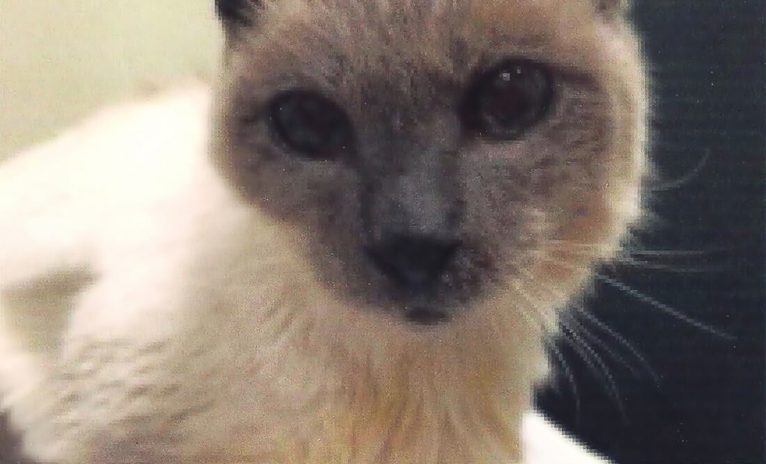 Scooter was a Siamese cat owned by Gail Floyd. (Photo: AP)