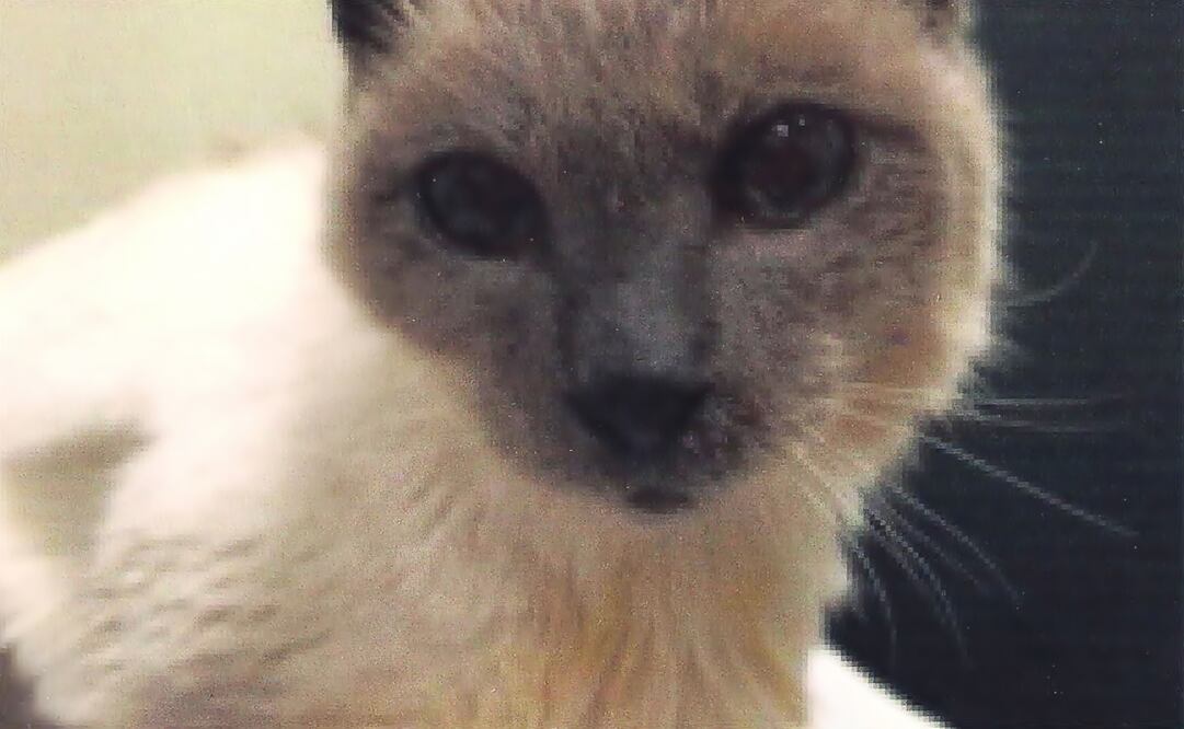 Scooter was a Siamese cat owned by Gail Floyd. (Photo: AP)