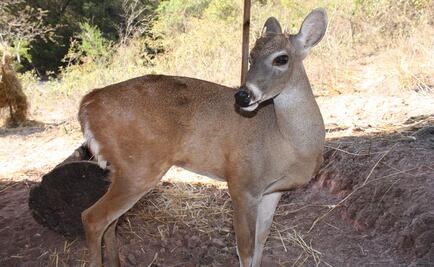 Venado cola blanca, patrimonio de la biodiversidad mexicana