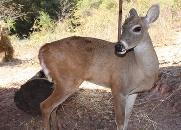 Venado cola blanca, patrimonio de la biodiversidad mexicana