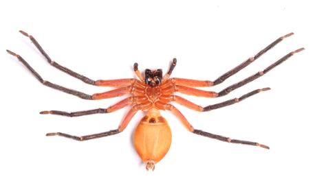 Descubren en zona protegida de la selva amazónica a la araña cangrejo gigante