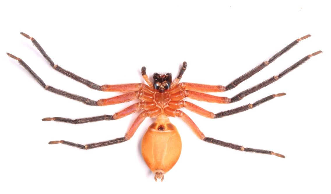 La Araña Cangrejo. Foto: EFE/Pedro Peñaherrera, Archivo EL UNIVERSAL.