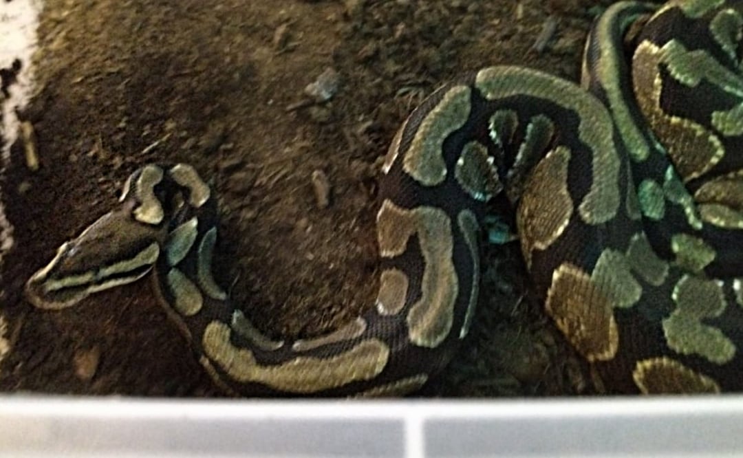 Foto: Especial/El Universal