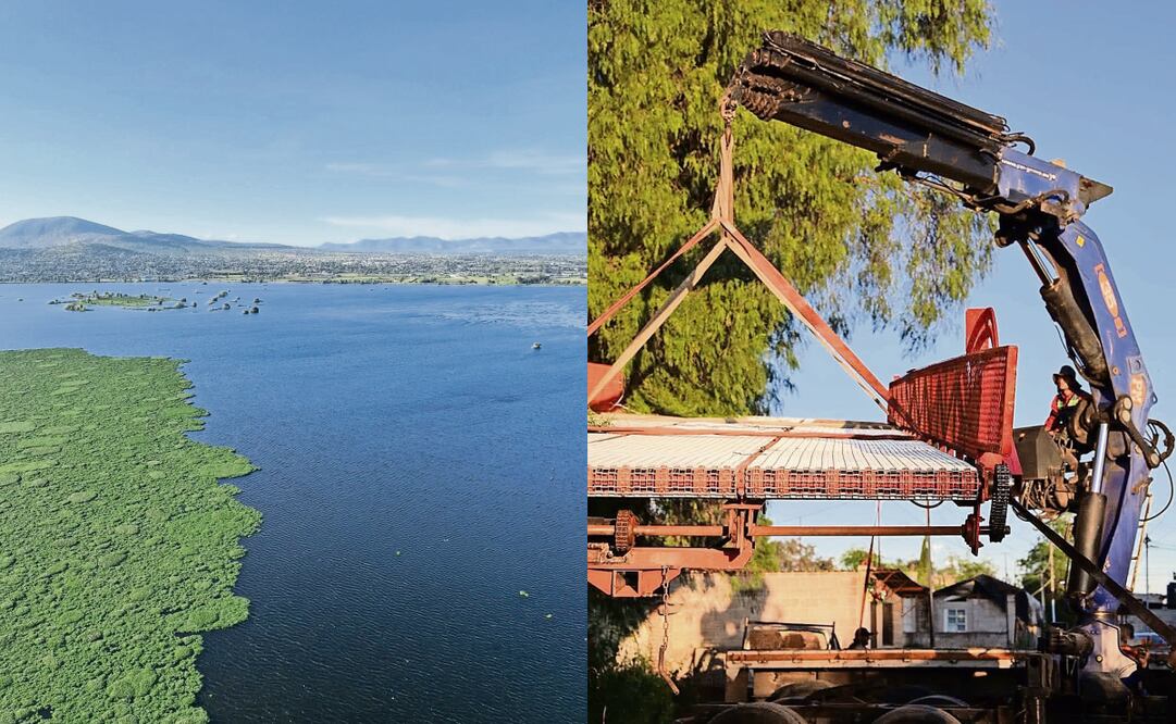 Ante el acelerado crecimiento del lirio en la laguna de Zumpango, el ayuntamiento cuenta ya con maquinaria para iniciar en breve el proceso de limpieza. Fotos: Arturo Contreras / EL UNIVERSAL