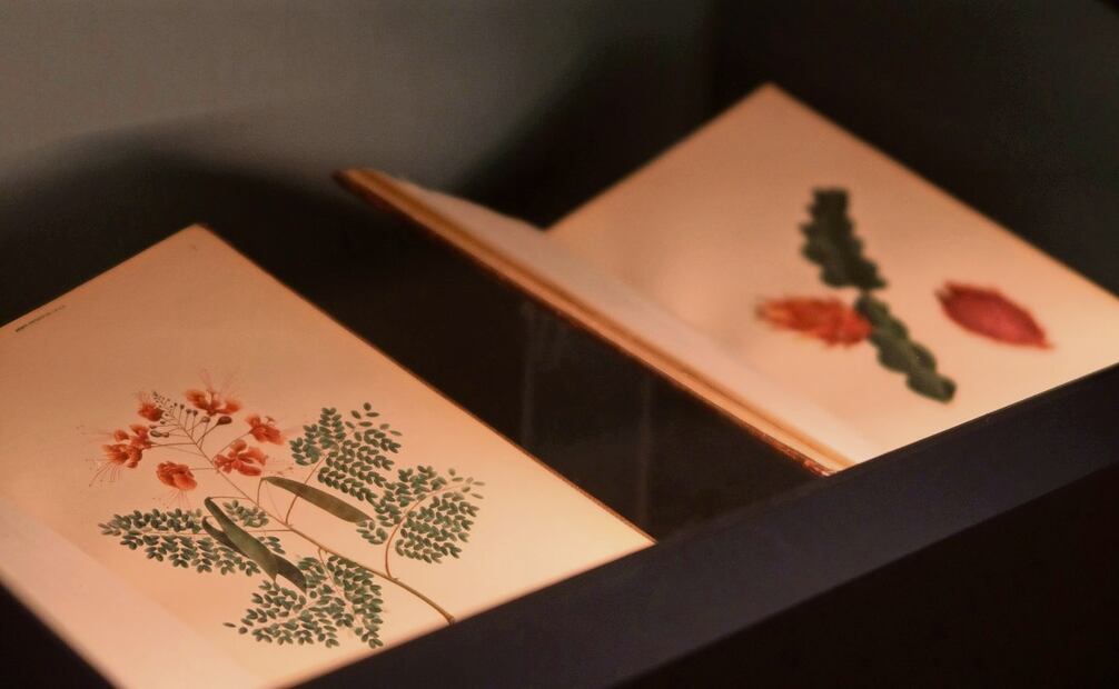 Hay siete libretas de Velasco, en las que hizo bocetos de plantas y flores, y apuntes de botánica. Foto: Osmar Alvarado / EL UNIVERSAL