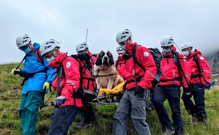 Rescatan a perra San Bernardo de montaña en Inglaterra