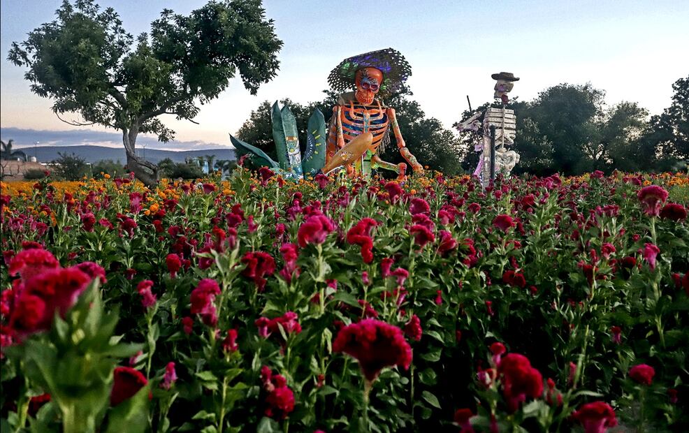 Calaveras monumentales se observan en un campo de flor de cempasúchil en el municipio de Atlixco, en Puebla, el 28 de octubre de 2025. Foto: EFE