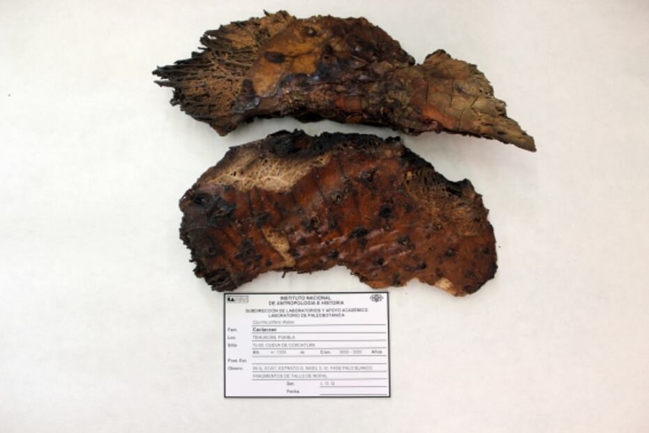 La gastronomía representada en el Escudo Nacional