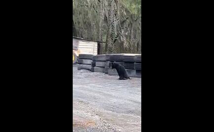 Difunden video del osezno baleado en Nuevo León