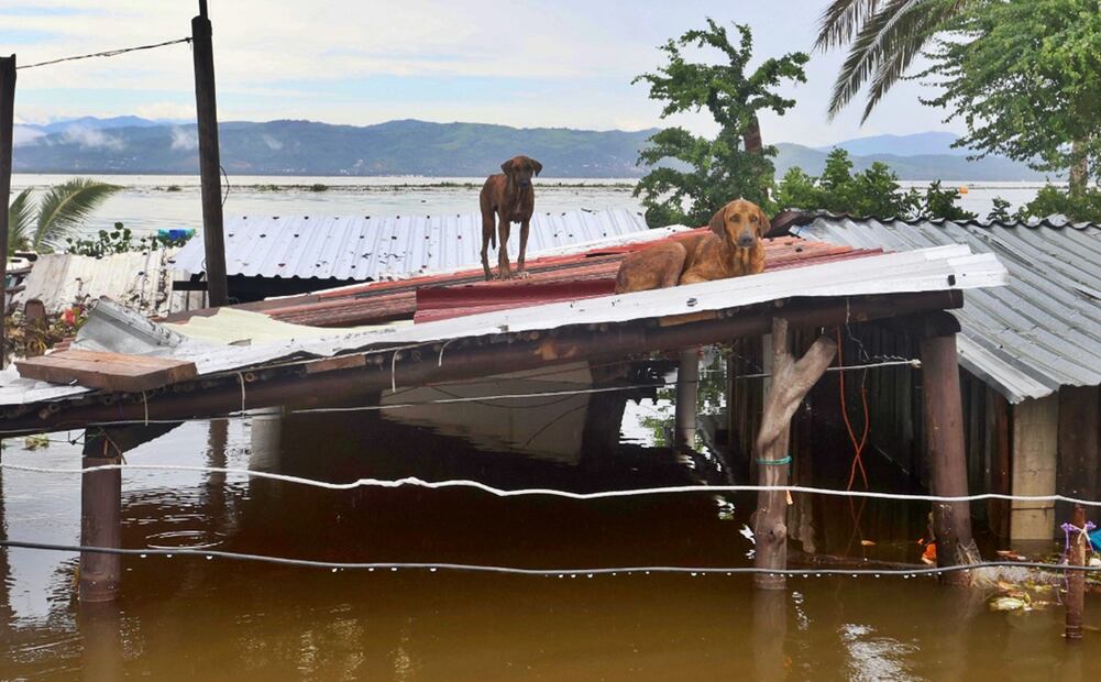 De acuerdo con autoridades, perros, gatos y gallinas también se vieron afectados por el paso del huracán "John", de las cuales algunas se ahogaron. Foto: Valente Rosas/EL UNIVERSAL
