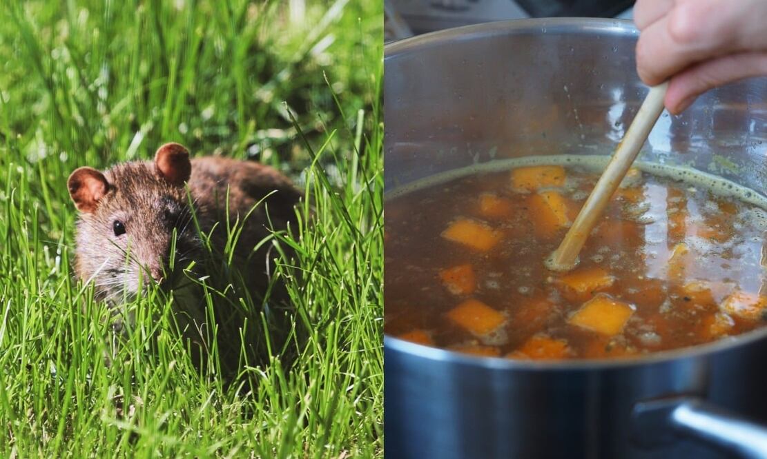 La rata suele servirse en caldo con verduras. Foto: M. R. / Unsplash y Hans / Pixabay