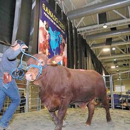 Subastan 20 lotes de ganado y 3 caballos en beneficio del DIF