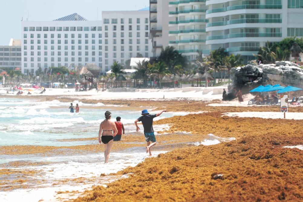 Turistas se encuentran con el sargazo en las playas de Quintana Roo. El Presidente dijo que no considera que sea una situación grave, pero se ha magnificado para afectar a su gobierno. Foto/ BERENICE FREGOSO. EL UNIVERSAL