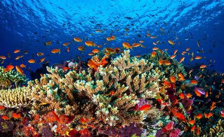 Mysterious disease threatens Mexico’s coral reefs