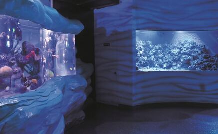 Mujer muerta en Acuario Inbursa era buzo certificado; tuvo dificultad para salir a la superficie