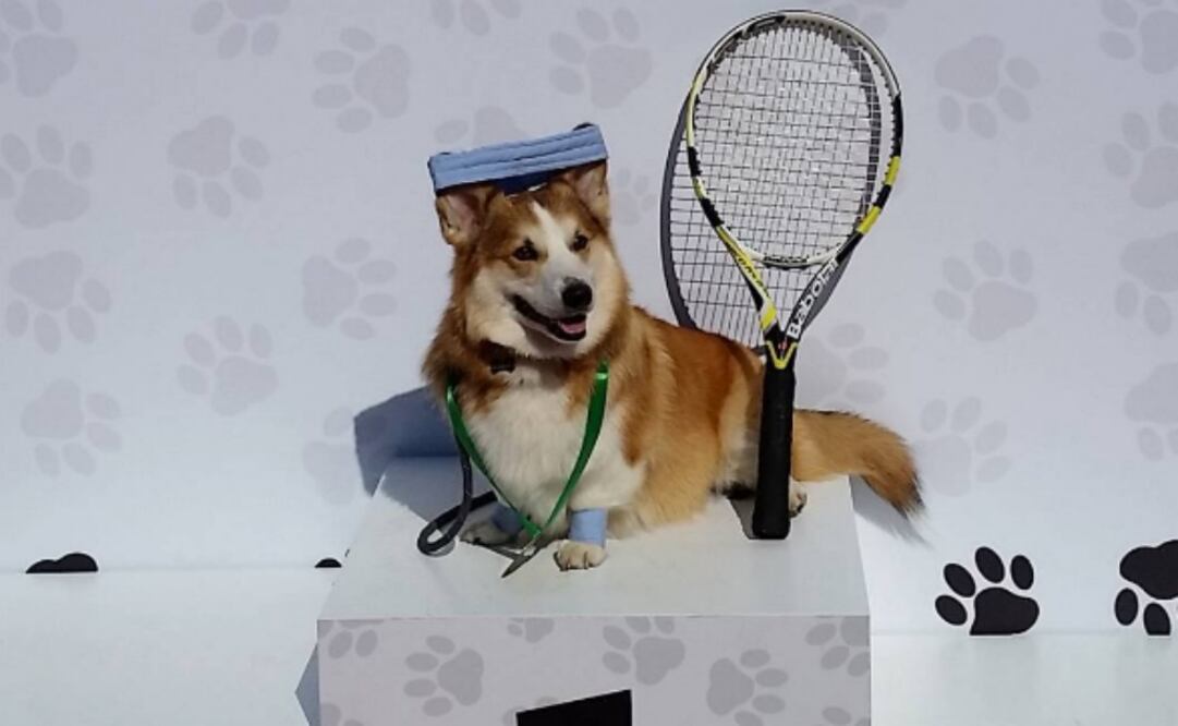 La aplicación invitó a más de 60 instagrammers, junto a sus perros, y gatos, a una jornada de juegos en el Club Esperia, Brasil