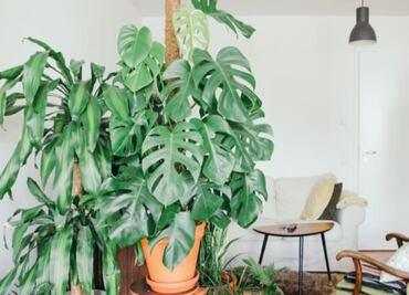 Abundancia en casa: Dónde colocar las plantas según el Feng Shui