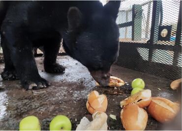 ¡No quería regresar a la sierra! Liberan a oso rescatado en Coahuila; estaba deshidratado y desnutrido