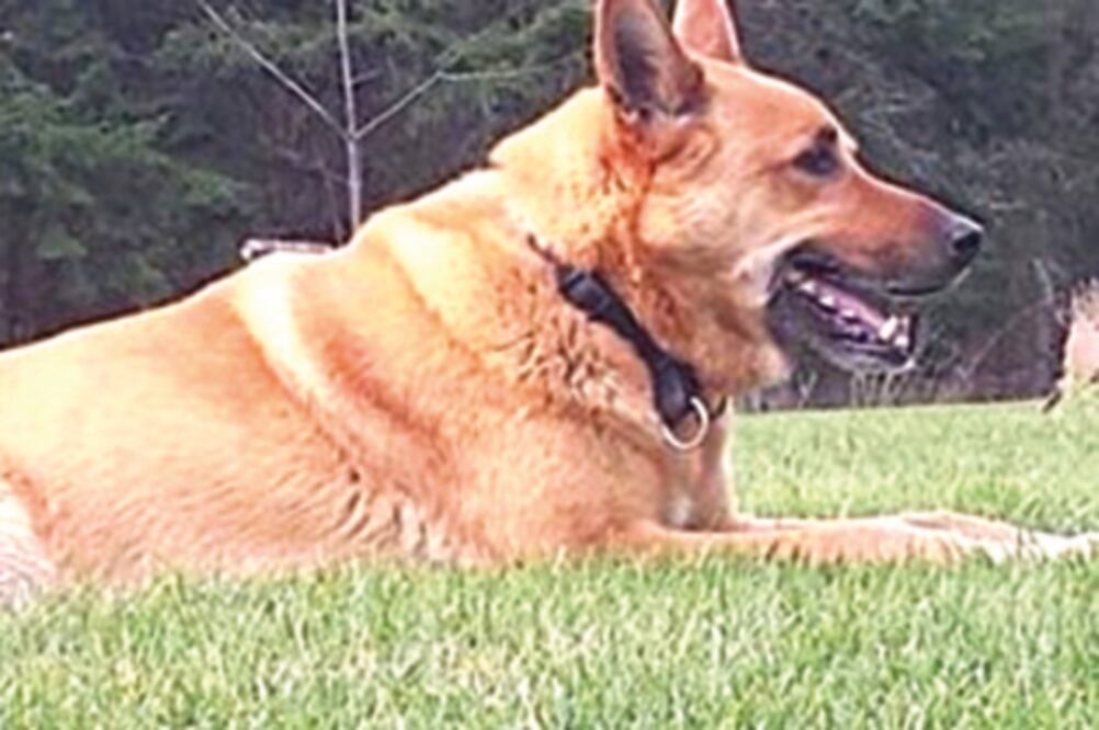 El perro tenía nueve años (TOMADO DE INSTAGRAM)