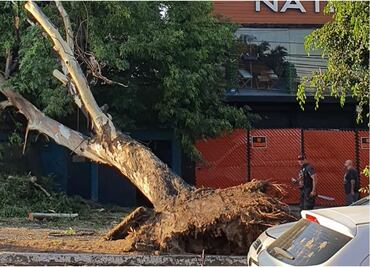 Cae árbol de eucalipto sobre cables de la CFE en calzada Echegaray; vecinos se quedan sin luz