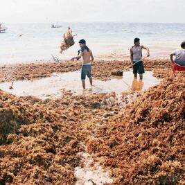 Marina encabezará plan para acabar con sargazo 
