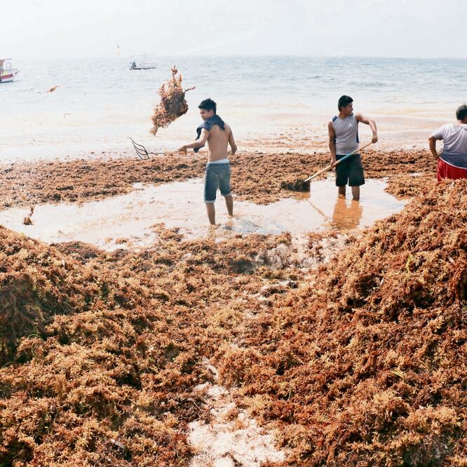 La llegada de sargazo es un tema que se trató urgentemente con dependencias federales como Medio Ambiente, Hacienda, Turismo y Fonatur, aseguró el presidente Andrés Manuel López Obrador. ELIZABETH RUIZ. CUARTOSCURO