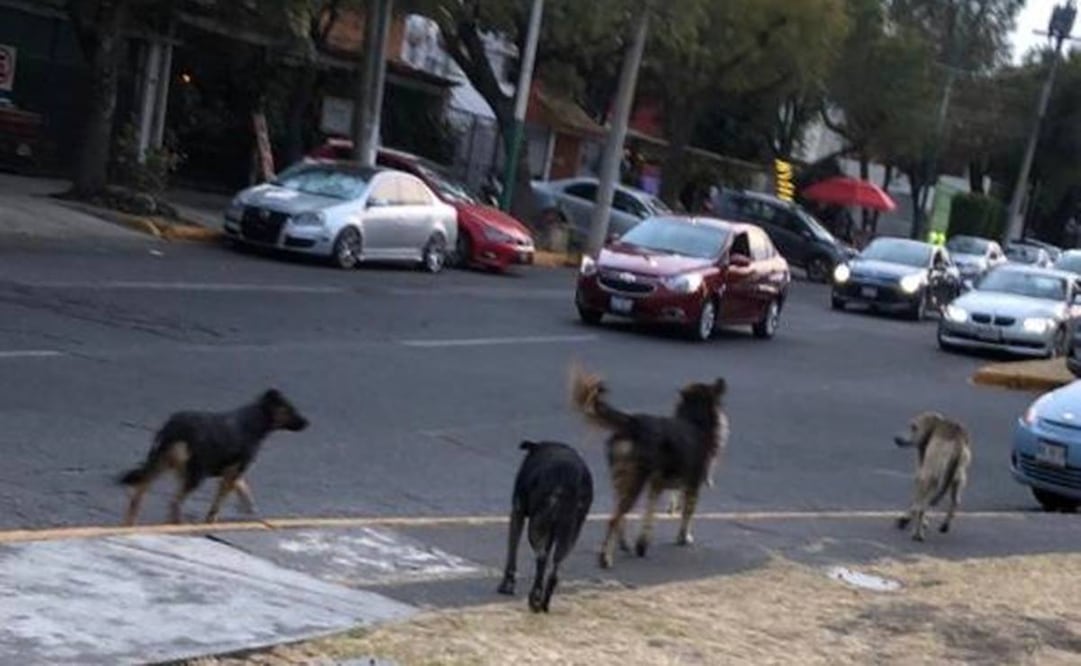 Captan a jauría devorando a otro perro en Satélite