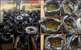 Decomisan cargamento de 300 kilos de marihuana en carretera de Tabasco; detienen a una persona