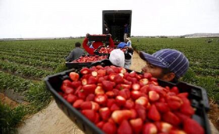 Picking strawberries in Mexico for U.S. tables leaves workers asking for more