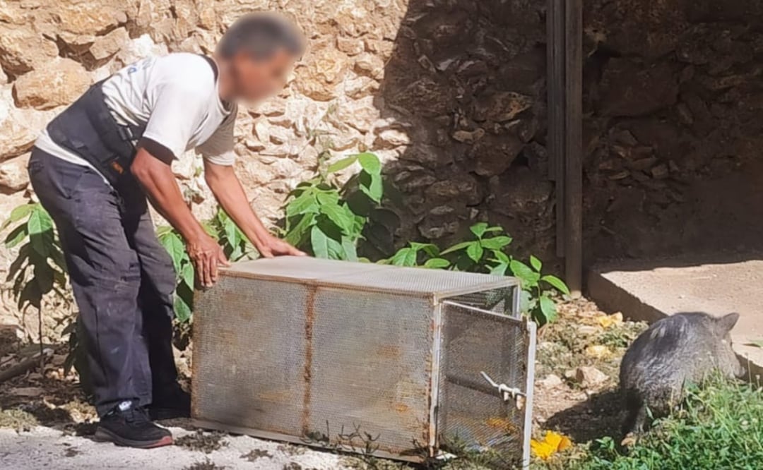 Aseguran 103 animales en Yucatán; Profepa intensifica operativo contra tráfico ilegal. Foto: Especial