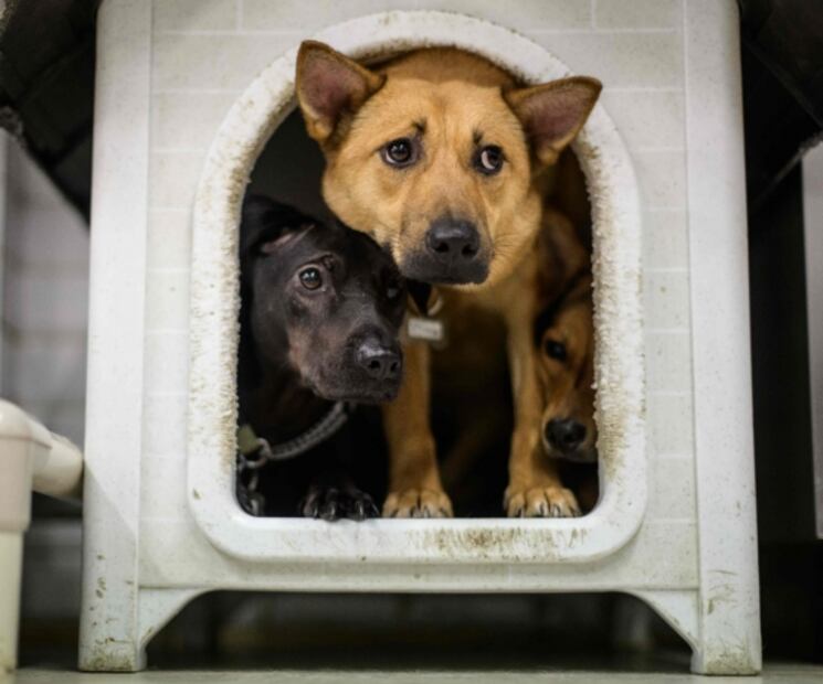 ¿El coronavirus se transmite de animales a humanos?