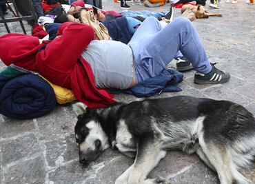 Congreso de la CDMX pide operativos de rescate animal en las inmediaciones de la Basílica de Guadalupe