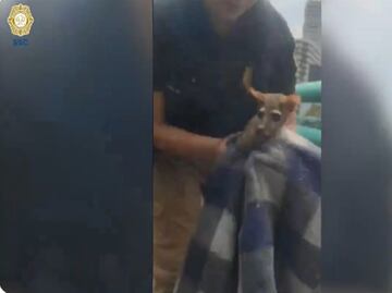 VIDEO: Capturan a cacomixtle en el segundo piso del periférico en la alcaldía Álvaro Obregón