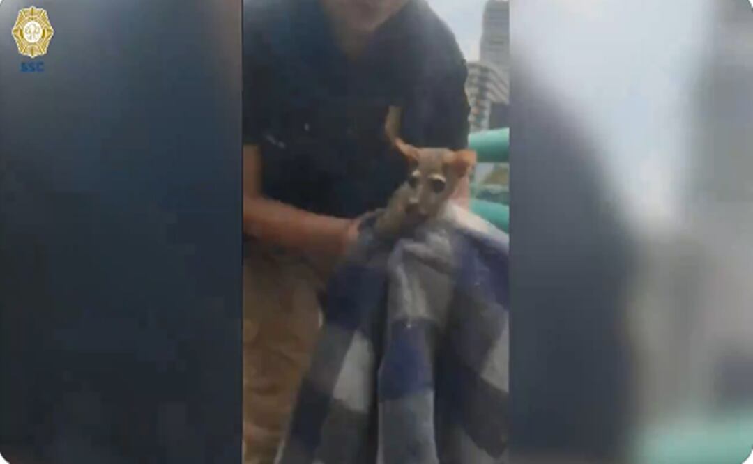 Cacomixtle rescatado en segundo piso de Periférico. Foto: Captura de pantalla, video de la SSC
