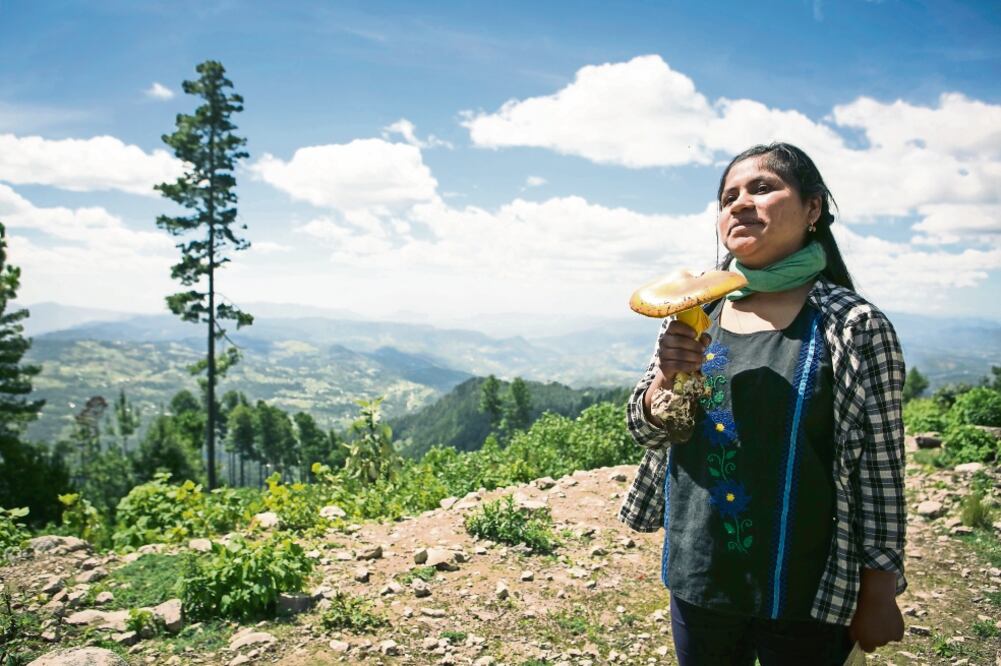 El Grupo Etnomicológico de la Mixteca busca que estos recursos forestales se revaloricen para que les generen ingresos. (FOTO: MARIO A. MARTÍNEZ. EL UNIVERSAL)