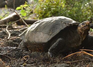 ¿Qué representa el hallazgo de una tortuga que se creía extinta en Galápagos?