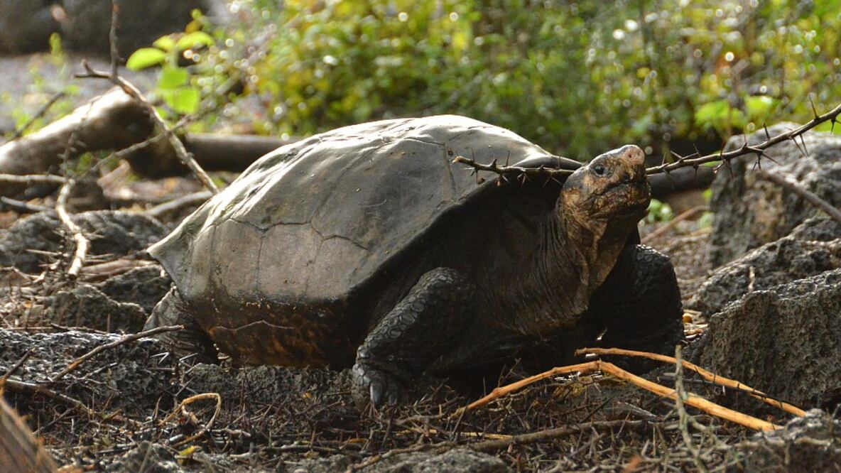 La tortuga gigante hallada en la isla Fernandina. La gran prioridad para los científicos es hallar otros ejemplares en el mismo sitio para iniciar cuanto antes un programa de reproducción en cautiverio. Foto: Galapagos Conservancy 