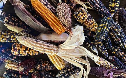 Ozolco, tierra de maíces y pulque