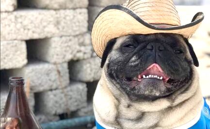 Momias, brujas y lomitos-araña: mascotas compiten en NL por el mejor disfraz