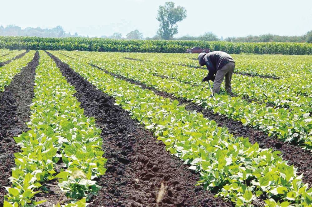 El banco central busca impulsar el aprovechamiento de economías de localización a partir de complementariedades entre las empresas (ARCHIVO EL UNIVERSAL)