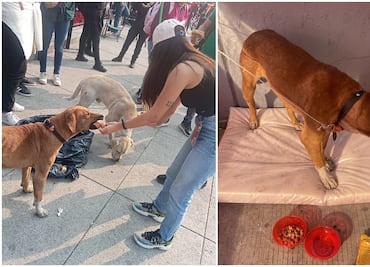 Brigada de Vigilancia Animal brinda atención personalizada a 68 lomitos peregrinos