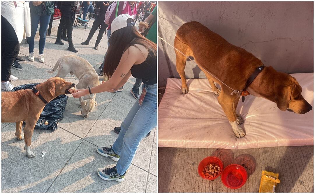 Brigada de Vigilancia Animal brinda atención a perritos peregrinos. Foto: Especial