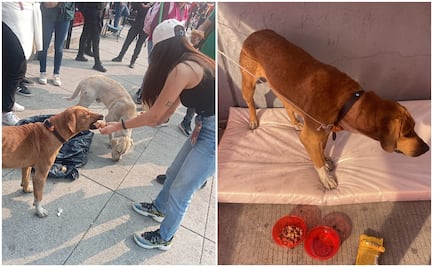 Brigada de Vigilancia Animal brinda atención personalizada a 68 lomitos peregrinos