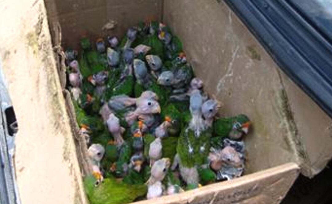 Foto: Archivo/ EL UNIVERSAL      