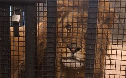 Tras denuncia ciudadana, aseguran un león dentro de domicilio en Naucalpan; profepa determinará destino del animal