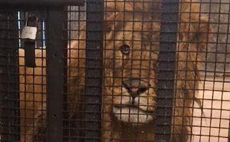 Tras denuncia ciudadana, aseguran un león dentro de domicilio en Naucalpan; profepa determinará destino del animal