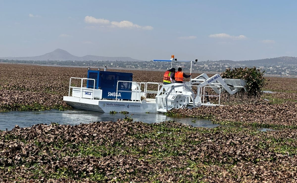Por los trabajos de extracción del lirio acuático que ha cubierto más del 75% de la Laguna de Zumpango, el gobierno municipal pidió a los prestadores de servicio de paseos en lancha que suspendieran el servicio de manera temporal