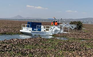 Retiran lirio acuático en Laguna de Zumpango; suspenden paseos en lancha y suman apoyo de lancheros