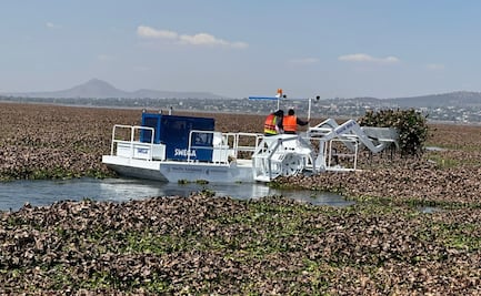 Retiran lirio acuático en Laguna de Zumpango; suspenden paseos en lancha y suman apoyo de lancheros