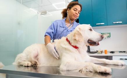 Los síntomas para detectar un tumor intestinal en perros; veterinaria explica